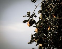 autumn ripe apples on the tree