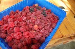 berries in a blue container