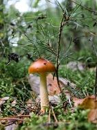 forest mushroom among the foliage and branches