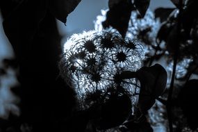 clematis back light scene