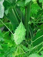 vegetable bitter gourd food