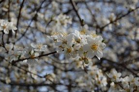 closeup view of flowering fruit trees in the garden