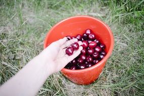 ripe cherries in an orange bucket