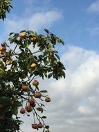 Orange fruit tree grows in the garden