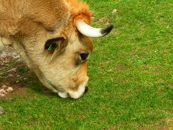 bull eats grass