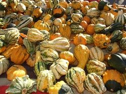 harvest of colorful pumpkins in fall