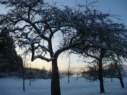 landscape of orchard under the snow