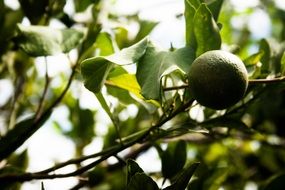 green lime fruits on tree