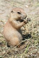 a small statuette in the form of squirrel