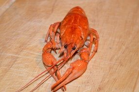 red boiled lobster