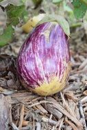 Striped eggplant