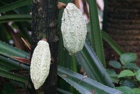 Tropical cocoa seeds