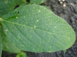 green leaf with yellow dots