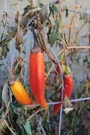 colorful hot peppers on the bush