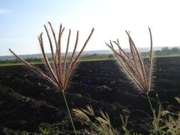 grass tops with seeds close up