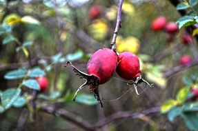 nature fetus hip red fruits