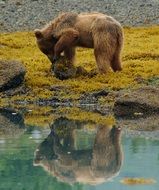 brown bear in wildlife in Alaska