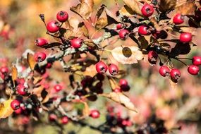 Colorful Rose hip bush in sunny weather