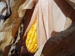 corn on the stalk