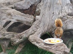 squirrel eats food in the park
