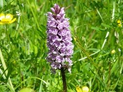 dactylorhiza fuchsii, spotted orchid in wild