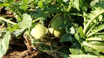radish in the bed