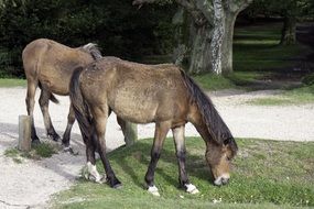 wild ponies