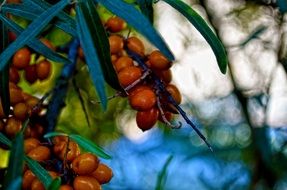 berries on tree branches