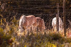 horses on pasture surrounded by barbed wire fence