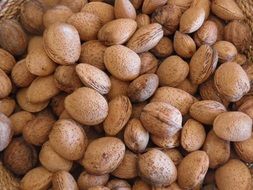 healthy almonds harvest closeup