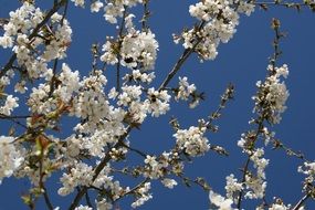 cherry blossom on a background of sky