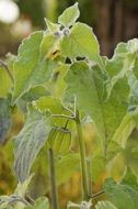 physalis plant with fruit