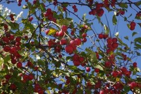many red apples on the tree