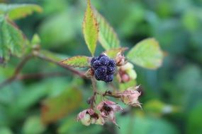 ripe blackberry on twig in wild