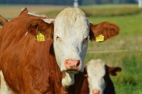 cows on pasture