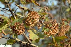 physocarpus seeds on branches macro