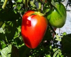 red and green tomatoes on a branch