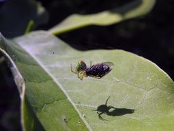 fly is the prey spider