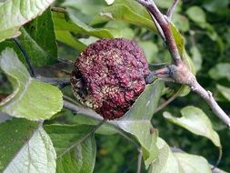 wrinkled dry apple on branch