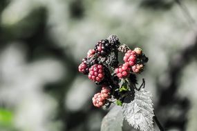 rotten blackberries on the bush