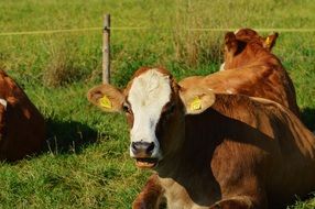 ruminant animals in the garden