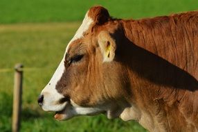 cow beef cute ruminant animal