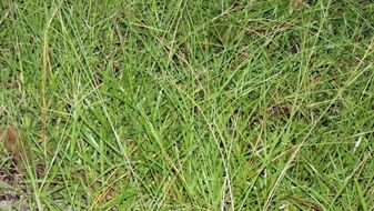 green long grass in the pasture