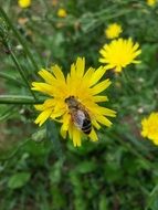Bee on the yellow flower in summer