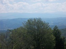 panoramic view of green forest on cloudy day