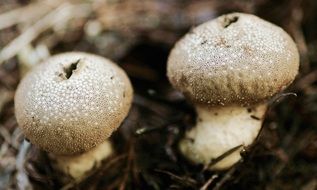 nature mushroom