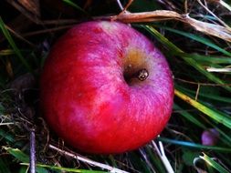 red ripe apple on dry foliage