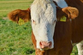 cow with yellow stigma