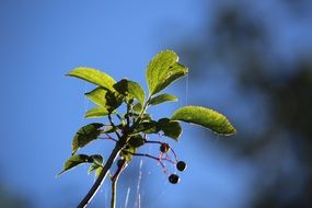 elderberries on branch at sky