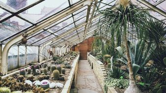 Different varities of plants in the greenhouse